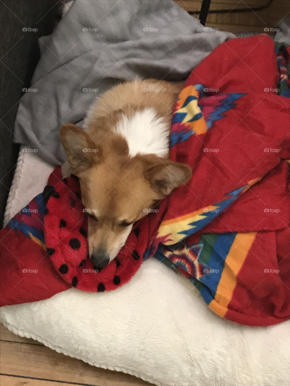 Sleepy corgi puppy with toy and blankets