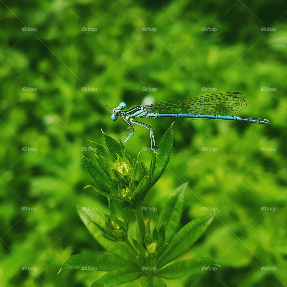 Just a curious dragonfly