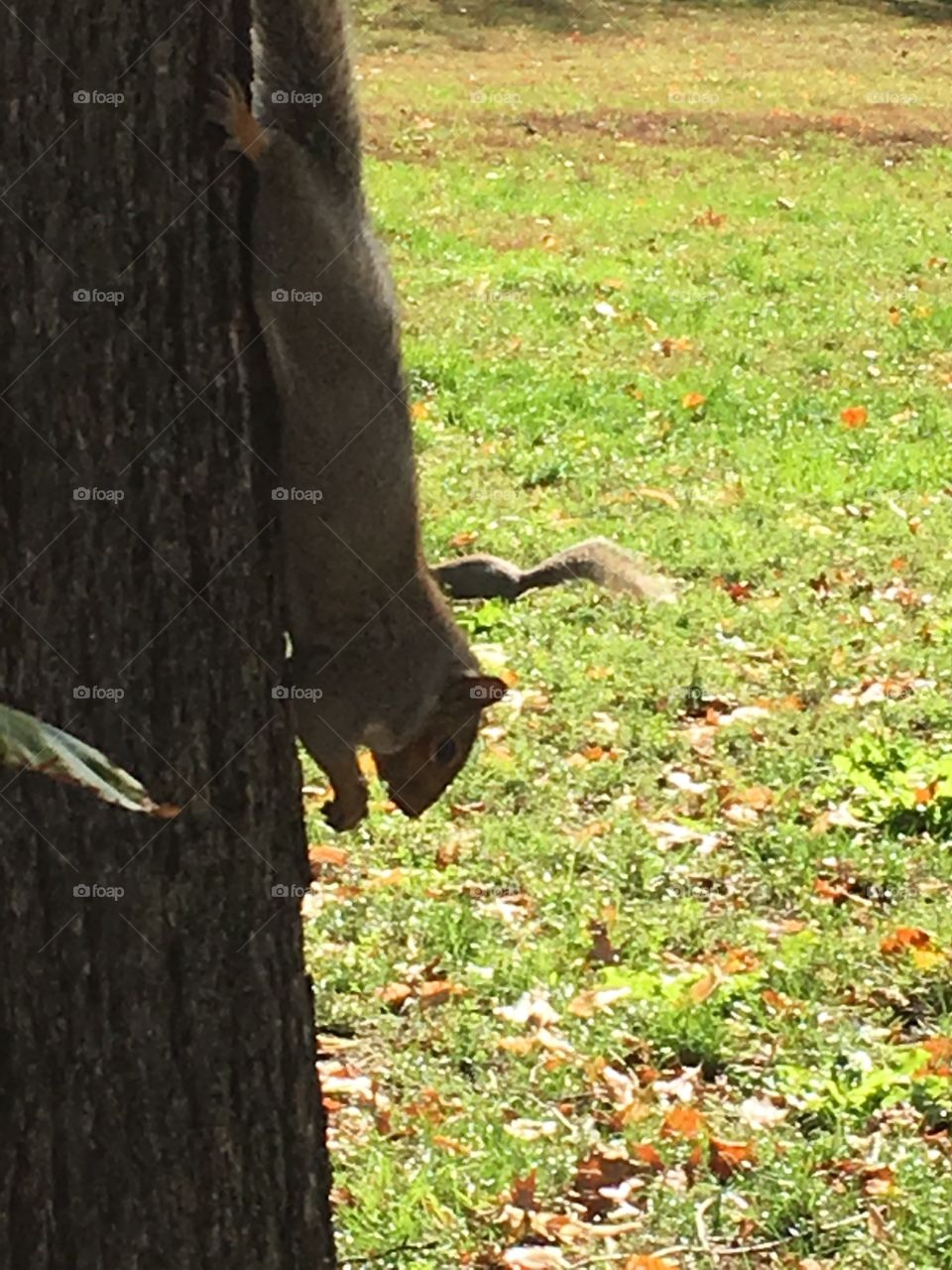 Squirrel on a tree in a park