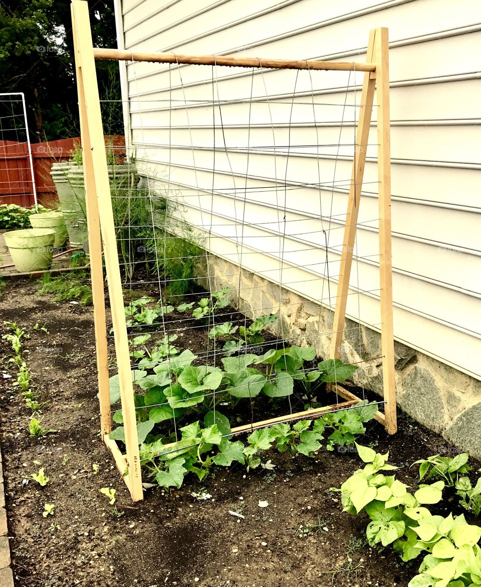 Vegetable Garden