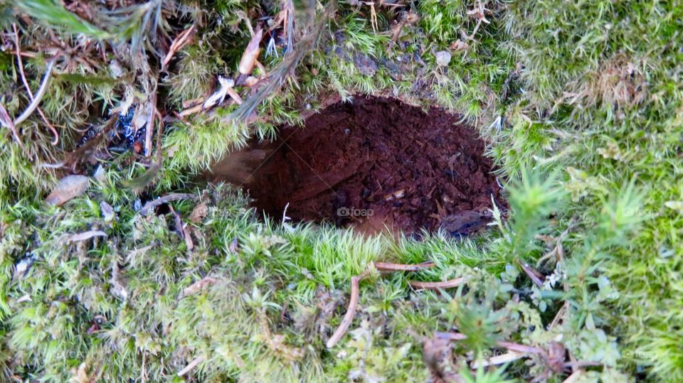 Moss Hole