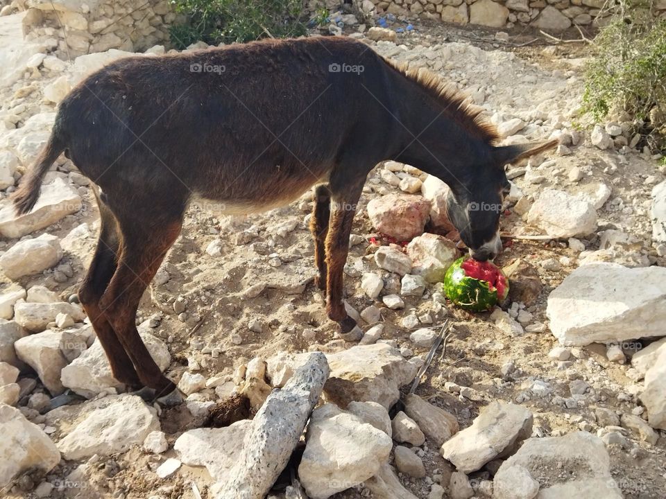 a beautiful donkey is eating watermelon.