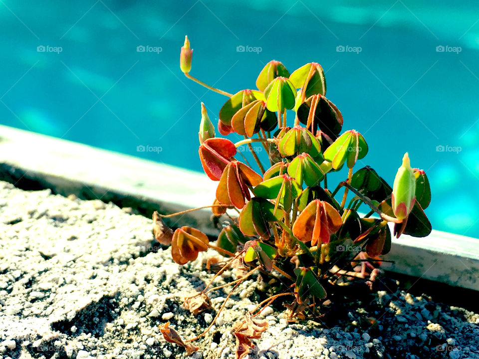 Tiny clovers by pool
