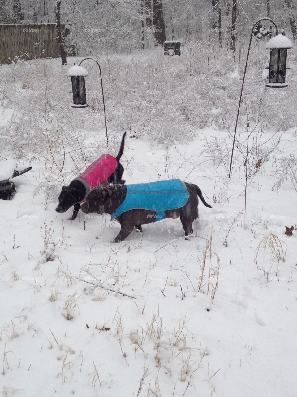 Pitbulls playing in the snow, wearing their parkas.