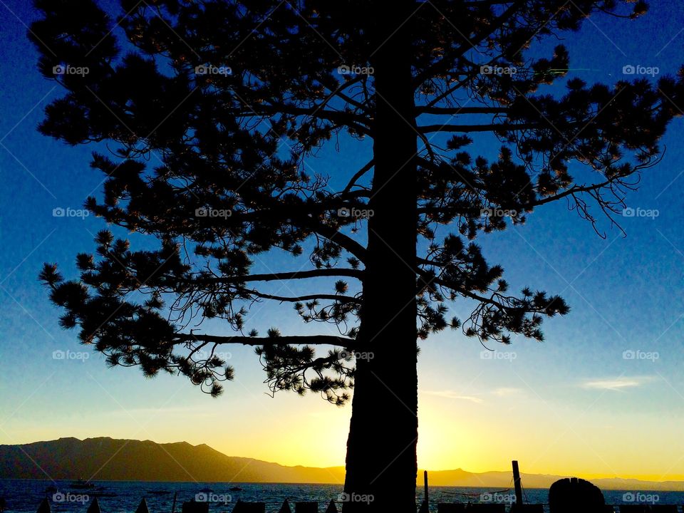 Silhouette of trees near the idyllic lake