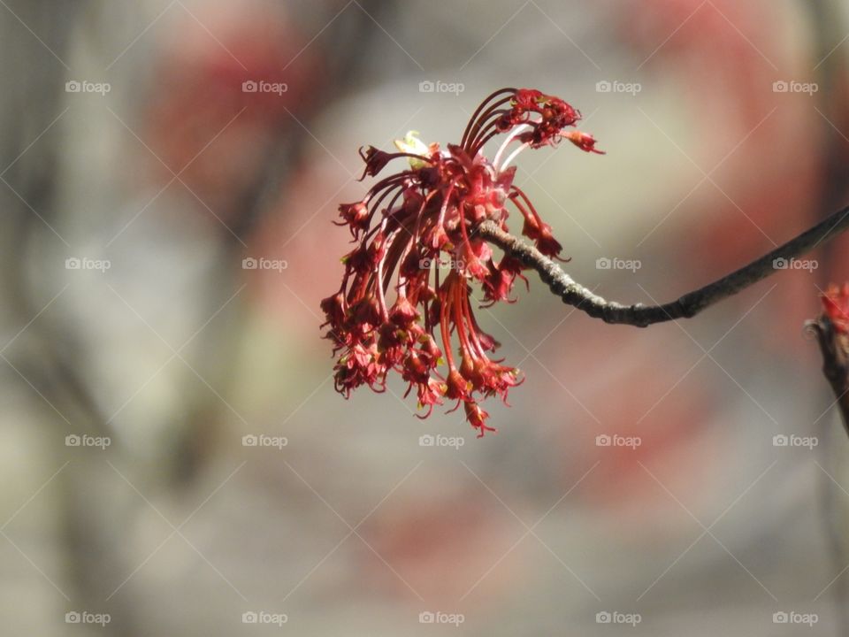 Nature's fireworks to celebrate the spring