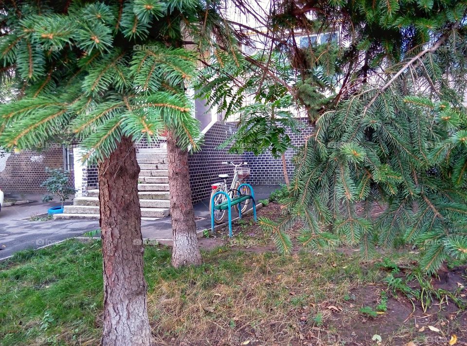 Tree, No Person, Pine, Wood, Evergreen