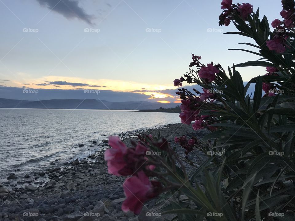 Lovely sunset on colorful flowers on the shores of the Sea of Galilee in Capernaum, Israel. 