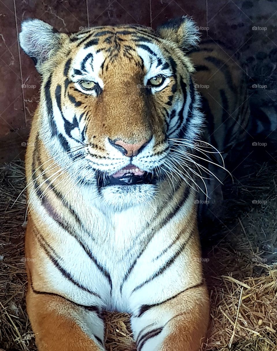 Up Close With A Tiger