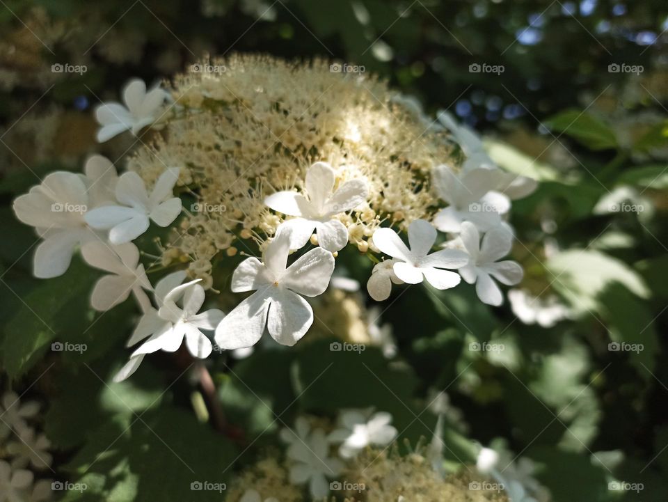 Viburnum opulus, the guelder-rose or guelder rose is a species of flowering plant in the family Adoxaceae (formerly Caprifoliaceae)