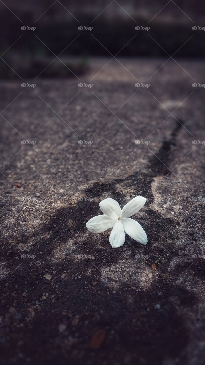 One single flower left on street floor