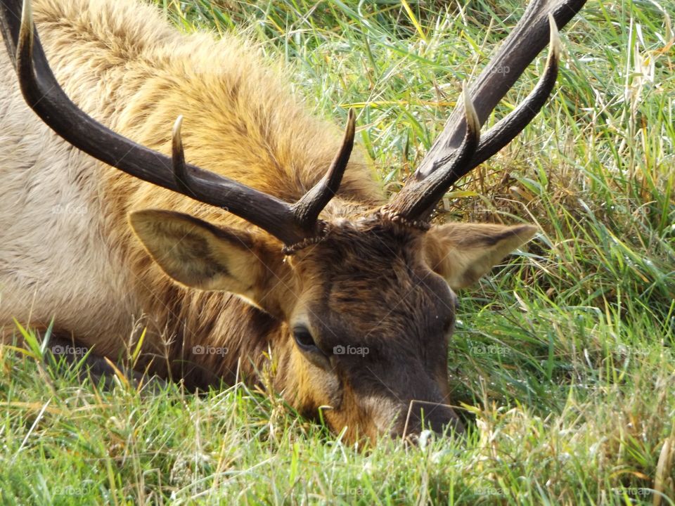 Elk resting 