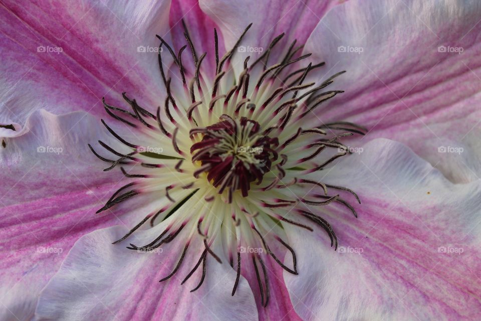 Extreme close-up of pink flower