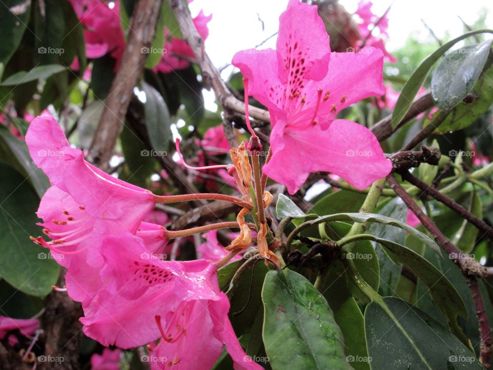 rhododendron blossoms