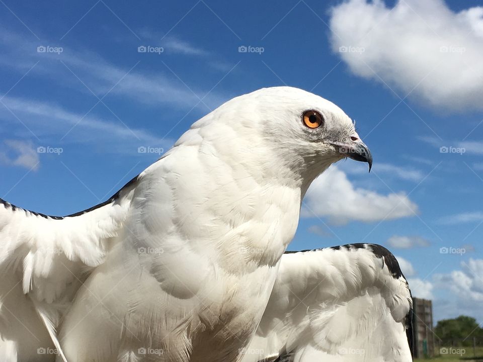 Swallow Tailed Kite