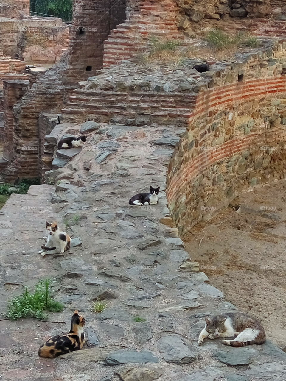 Cats lying lazy on archeological site