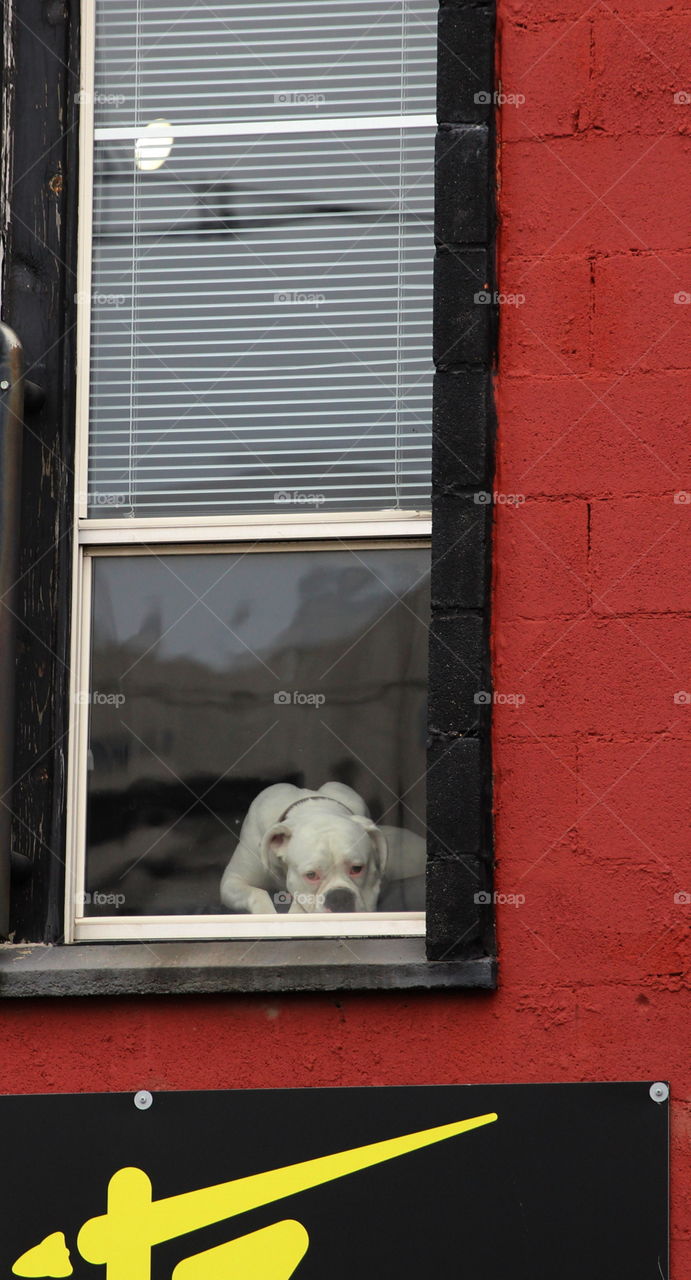 Dog in the window 