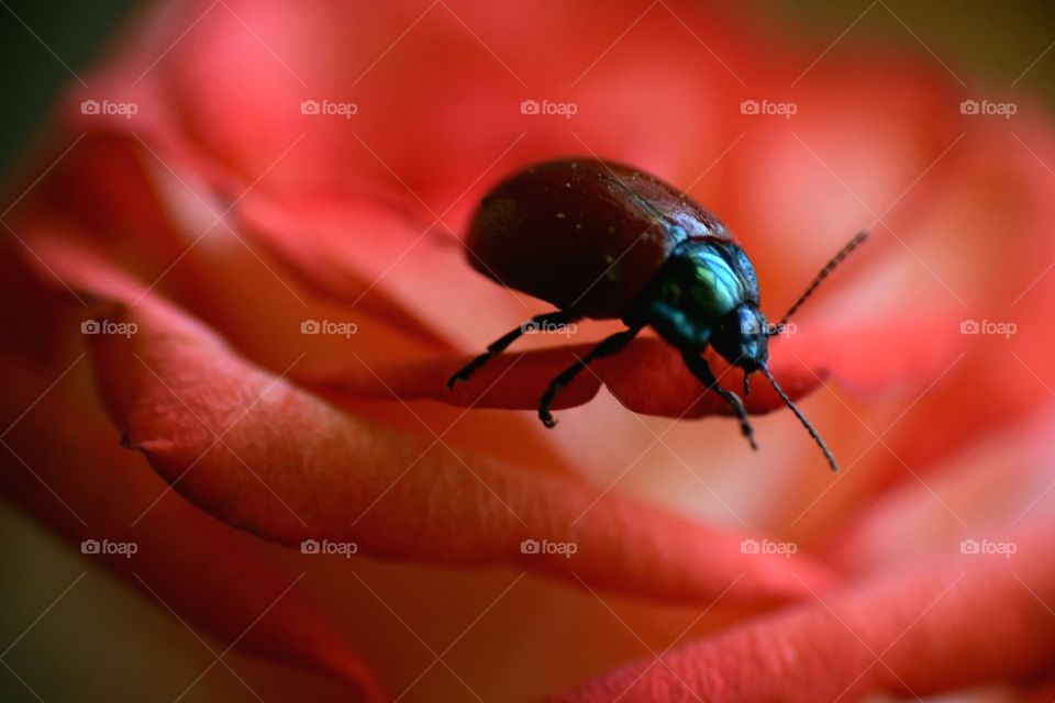 Red bug on a red rose