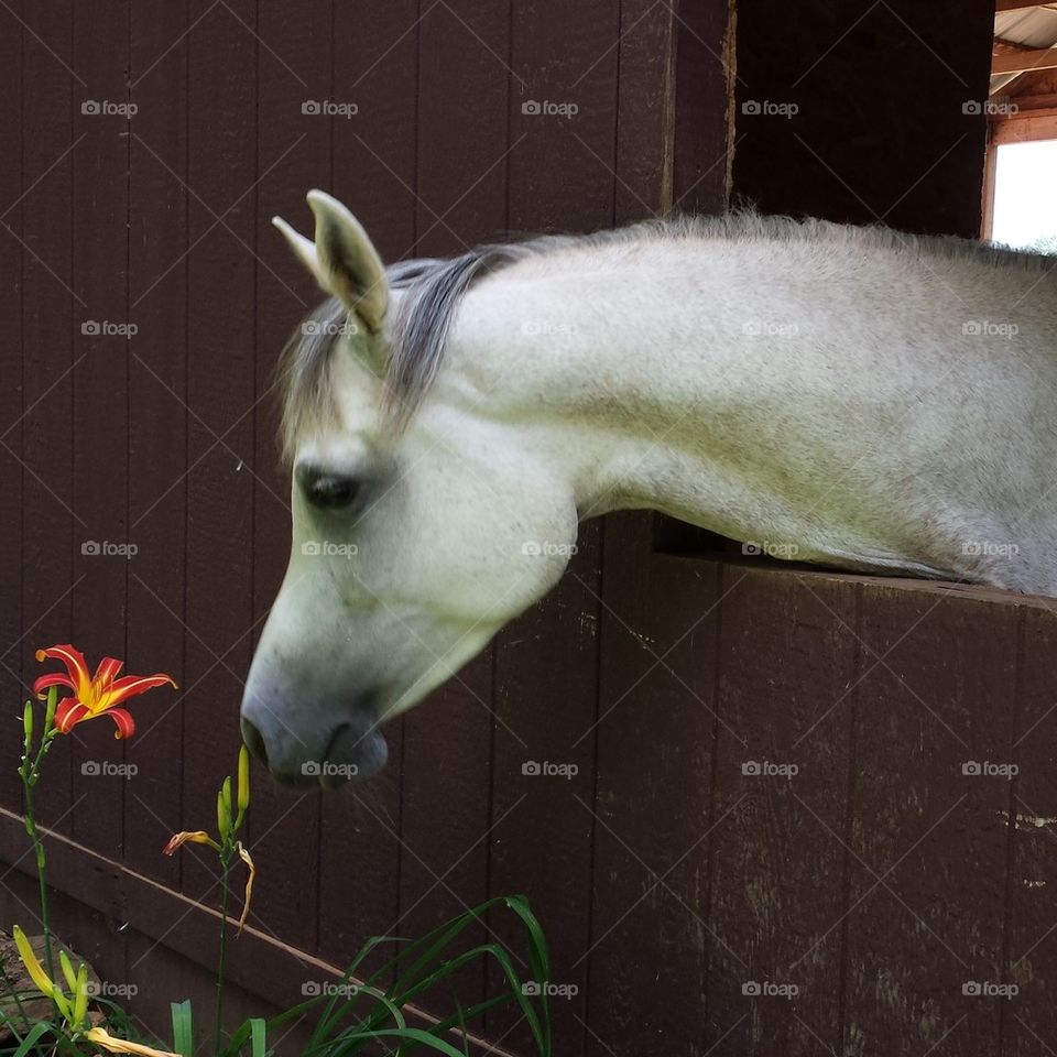Egyptian Arabian horse and flower