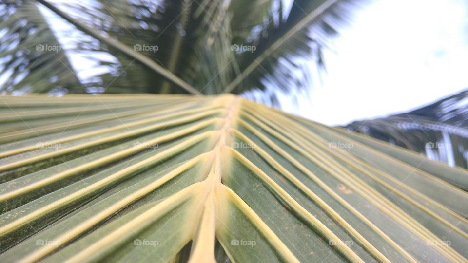 Perfect Leaf Structure