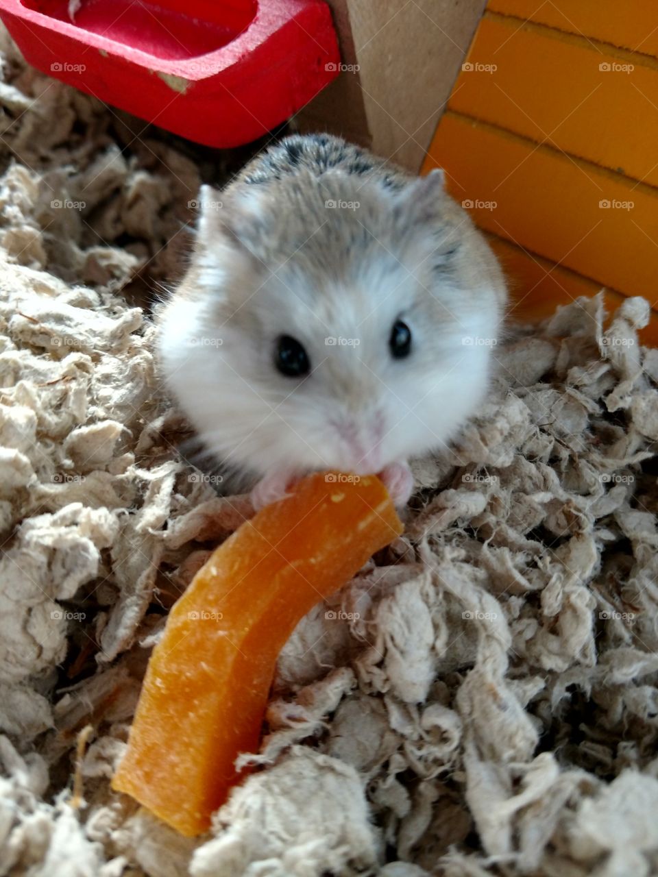Hamster Eating Sweet Potato Stick.