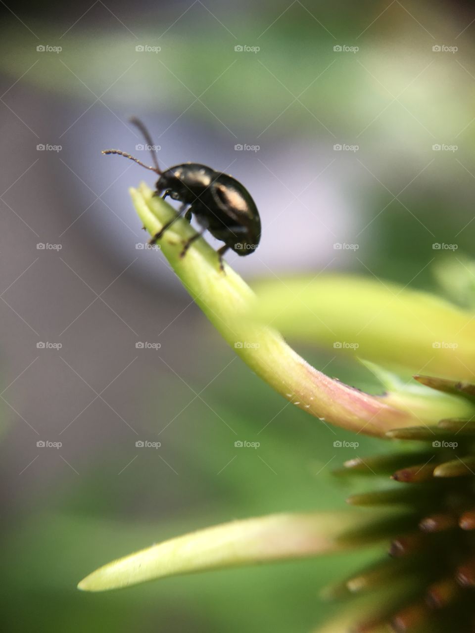 Tiny beetle on stalk