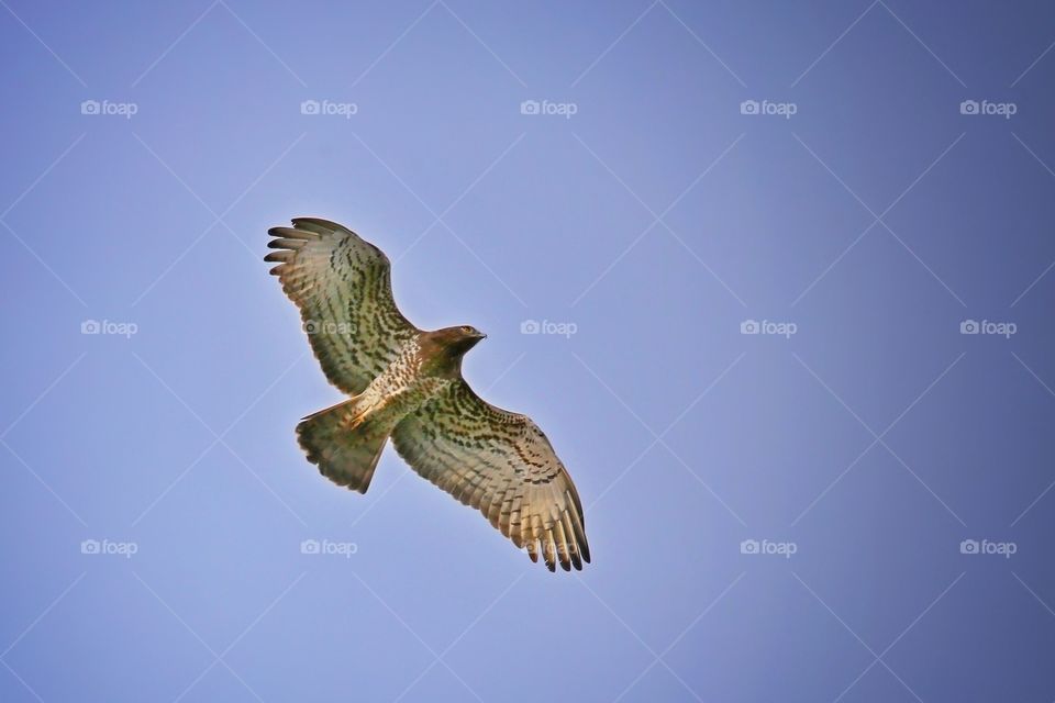 Low angle view of hawk flying against sky
