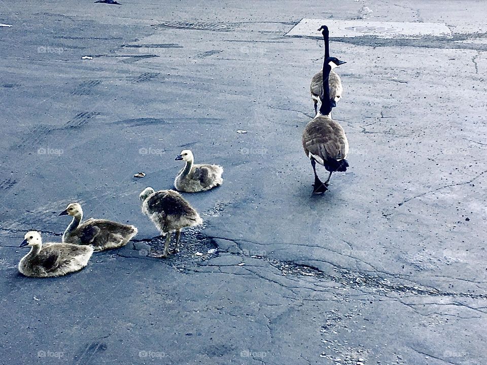 A pair of ducks and their ducklings are on the parking lot underneath the Pulaski Bridge at Newtown Creek in Long Island City, Queens, NY waiting for Timothy to feed them. He didn’t disappoint. 2019. Hypnotic Productions