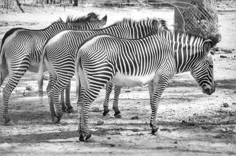 The zebras 