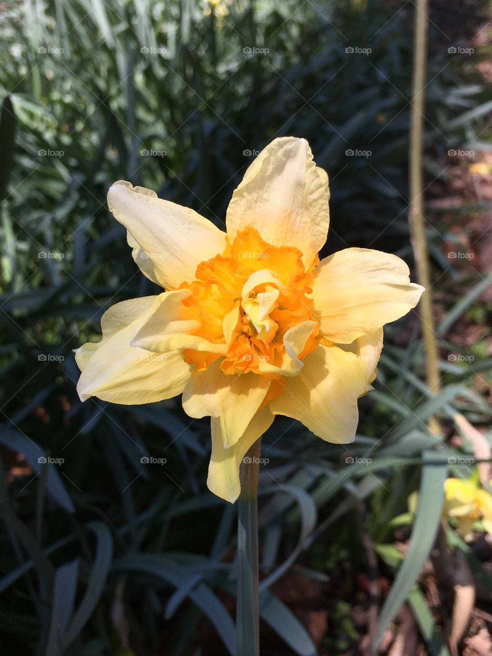 Sun and Flower