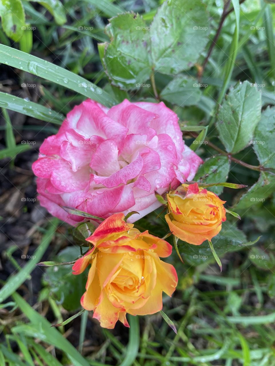 Beautiful multicolour chameleon roses in the garden after a bit of light rain 