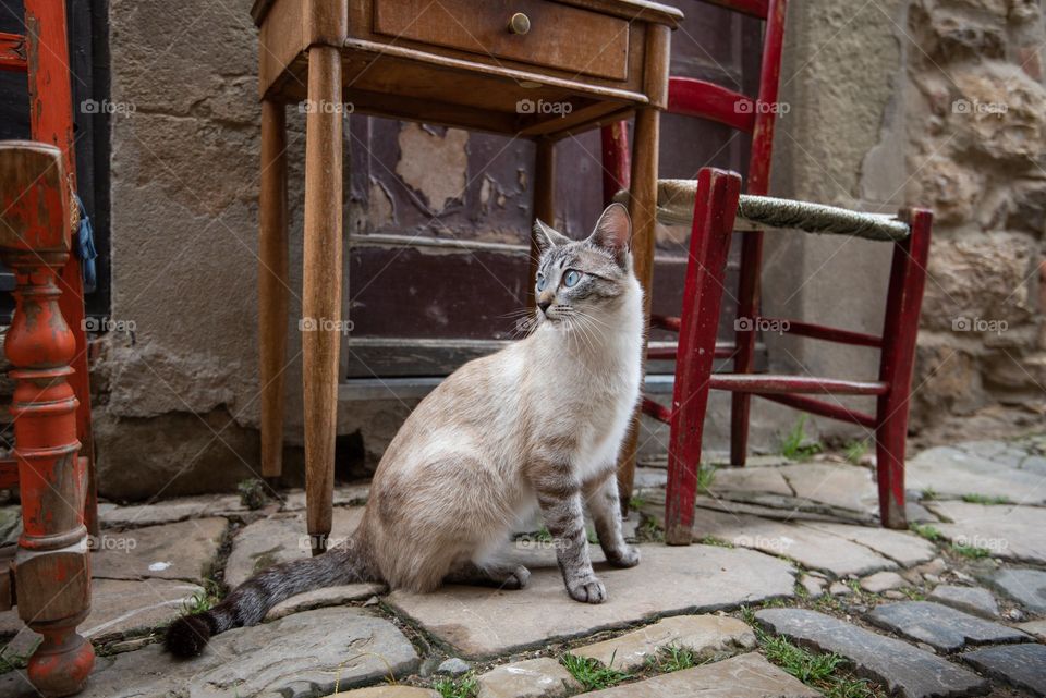 Cat Chills By An Outdoor Table And Chairs