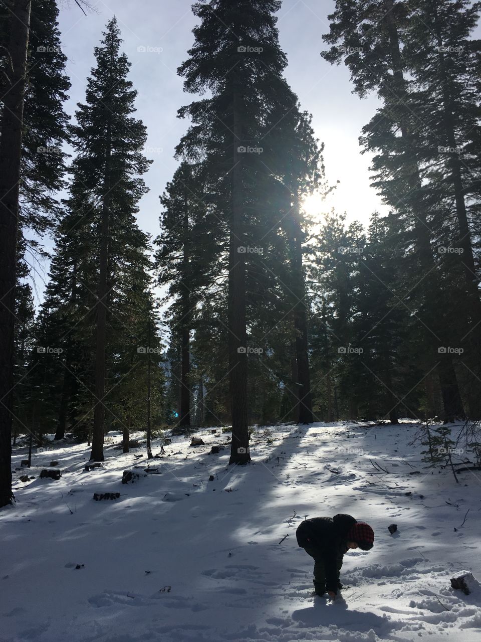 Snow, Winter, Tree, No Person, Wood