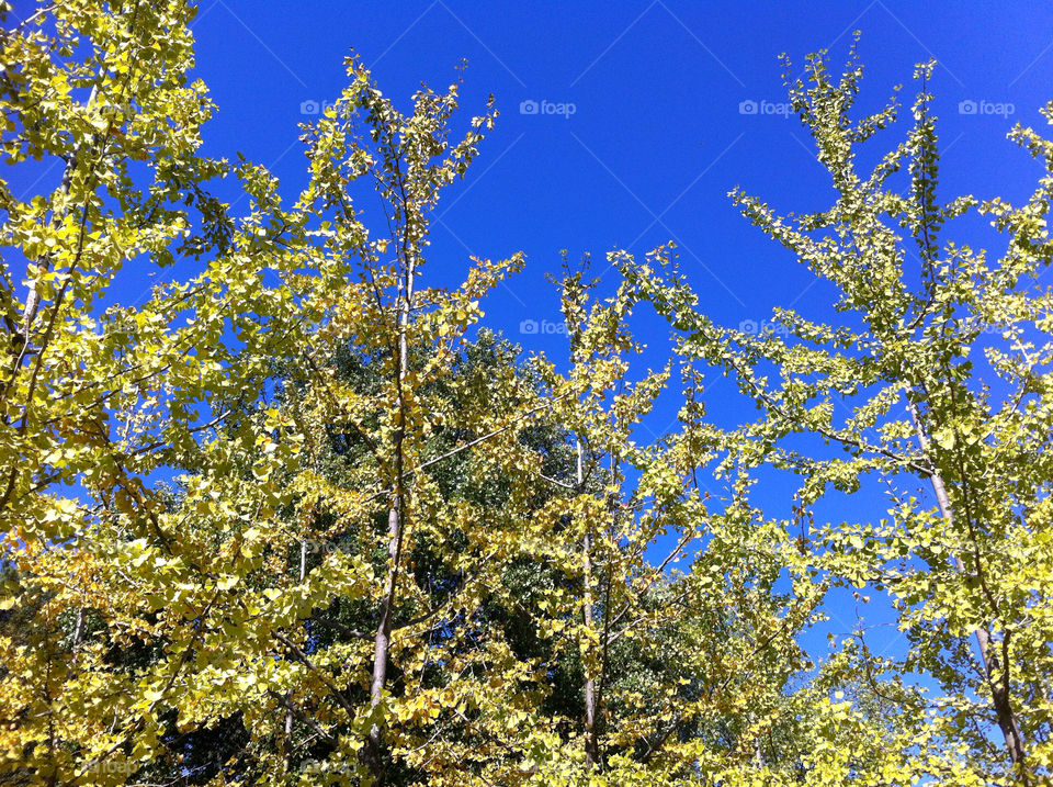 sky yellow blue tree by mariobrandao