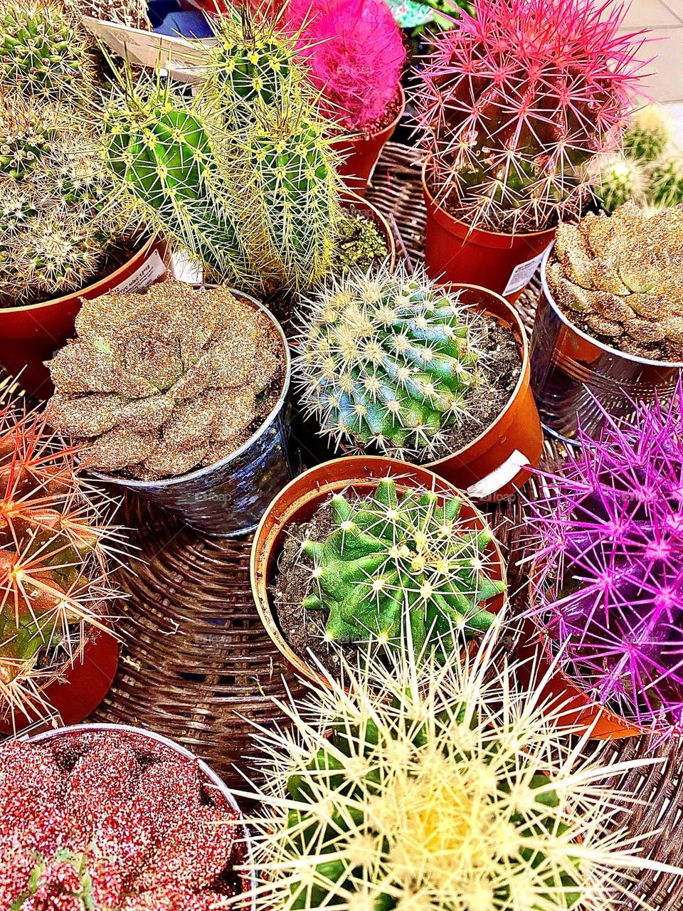 Colorful cacti