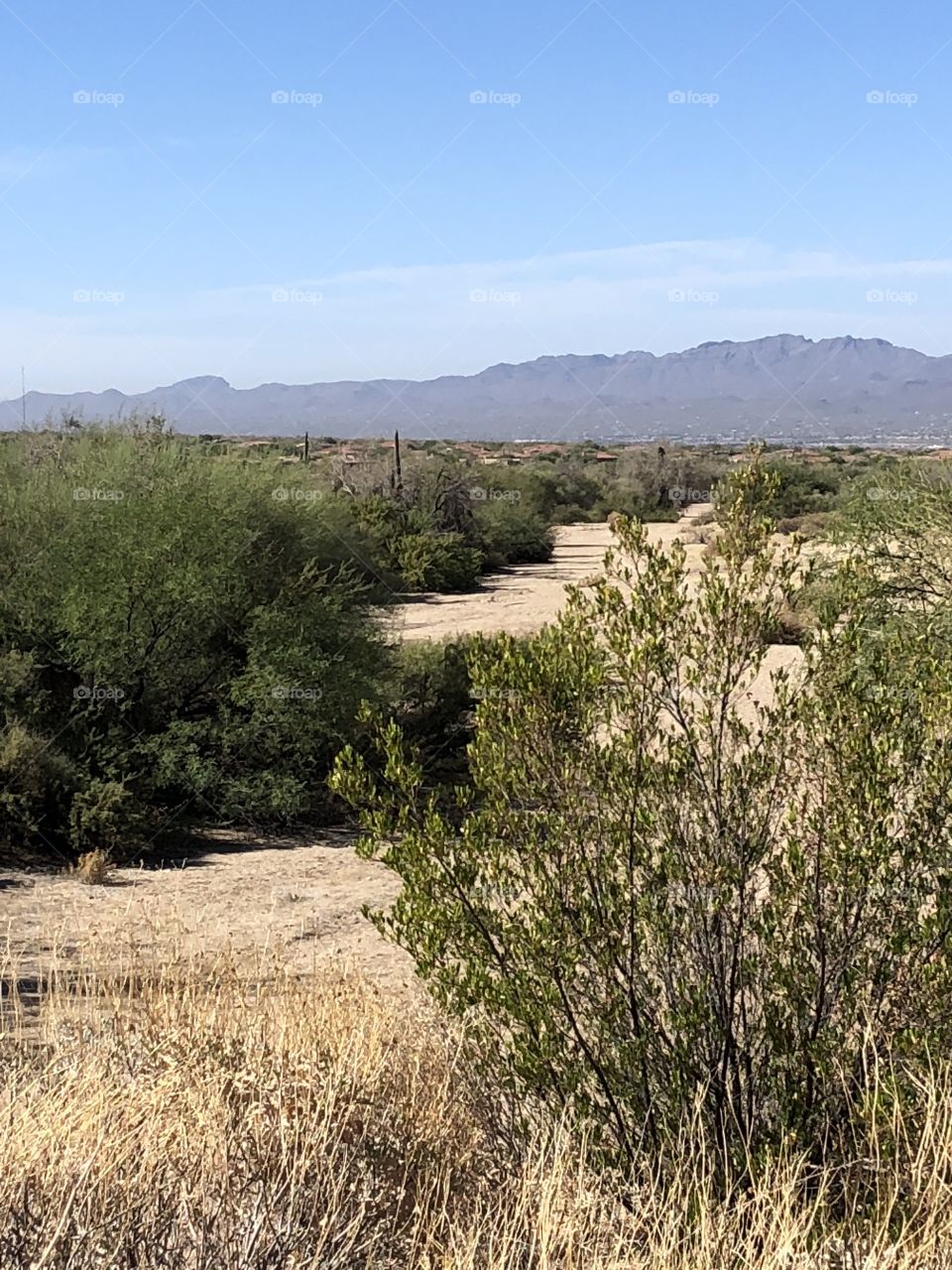 A scenic desert landscape taken in Tucson, Arizona. 