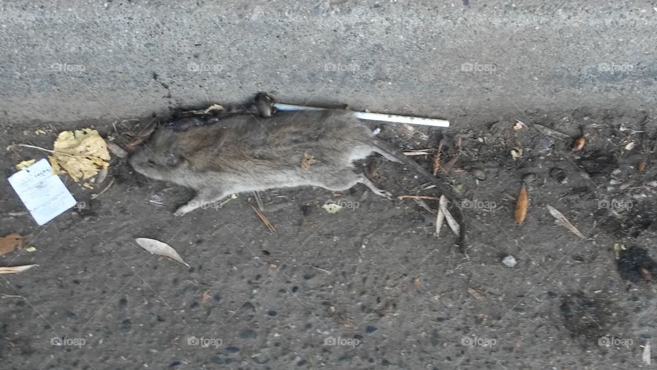 Roadkill