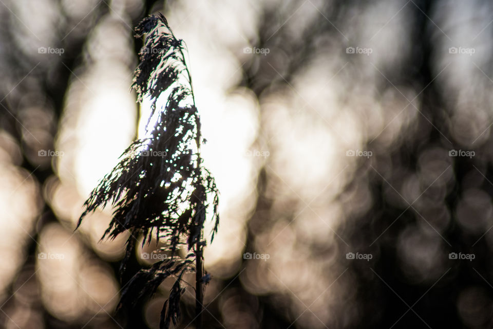 Reed in the setting sun rays. Beautiful bokeh.