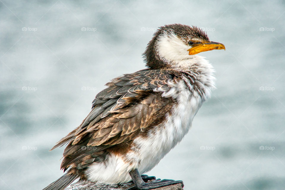 Yellow beak cormorant ruffling it’s feathers
