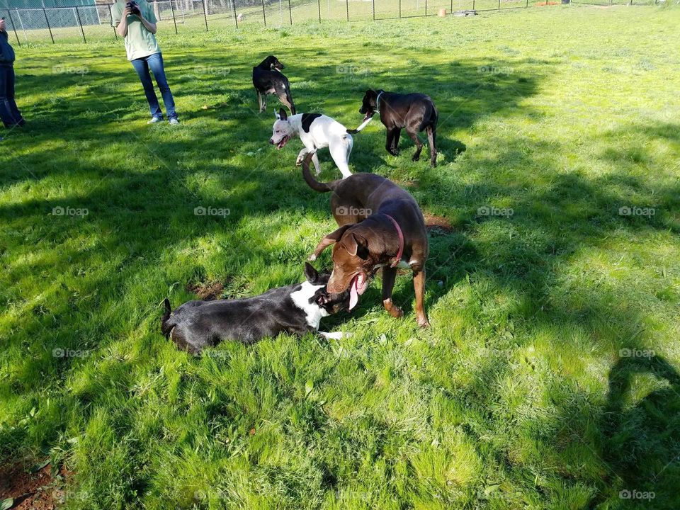 dogs playing in grassy area