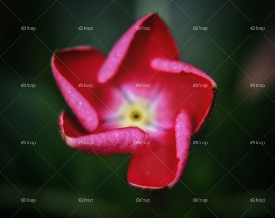 Fotografía close-up de una hermosa flor color rosa.