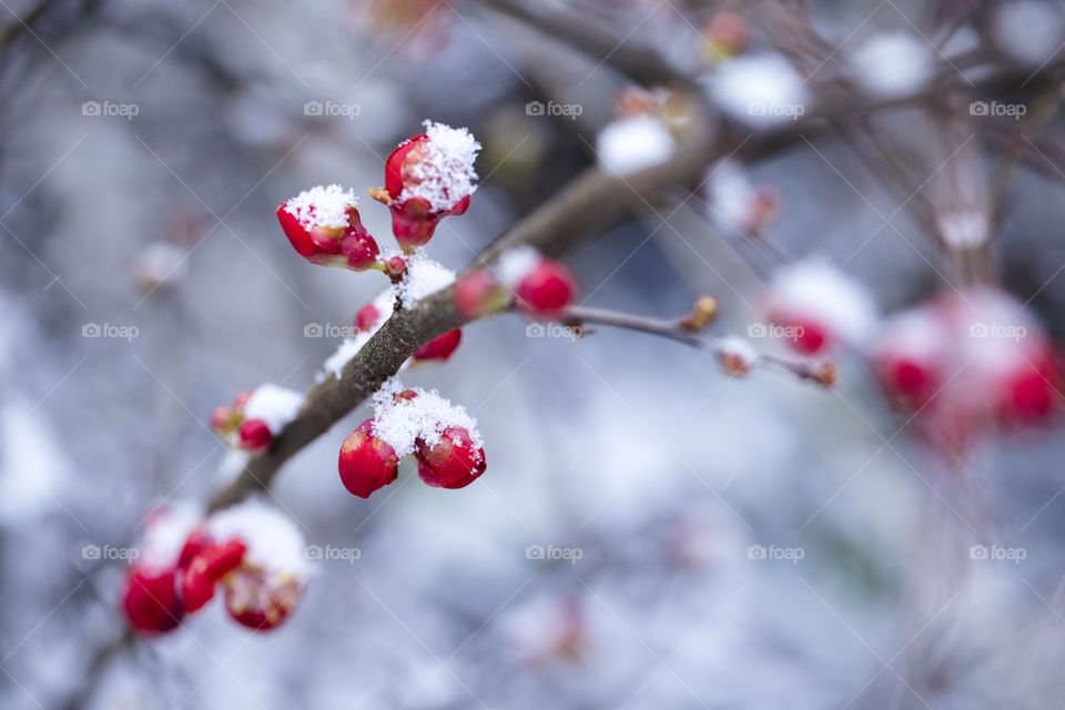 A cold portrait of a branch of a japanese quince, with closed red flowers scattered all over it with snow lying on them.