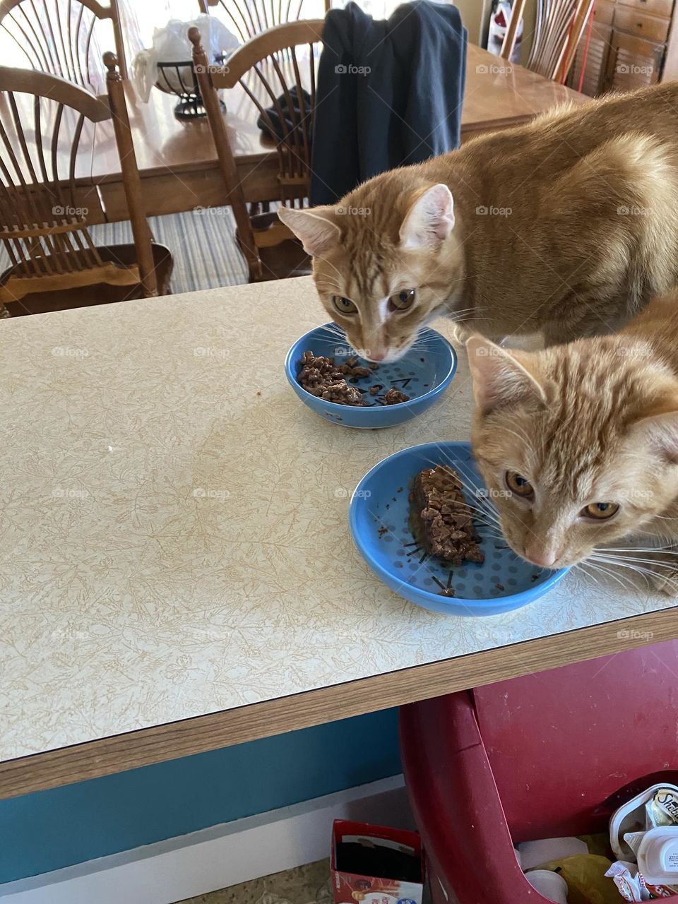 Two little goofballs 