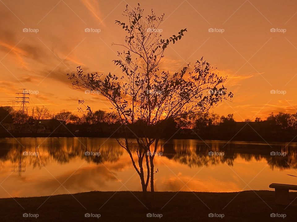 Lakebed Crepe Myrtle which has been standing for many scenes remains to be strong going into Winter   