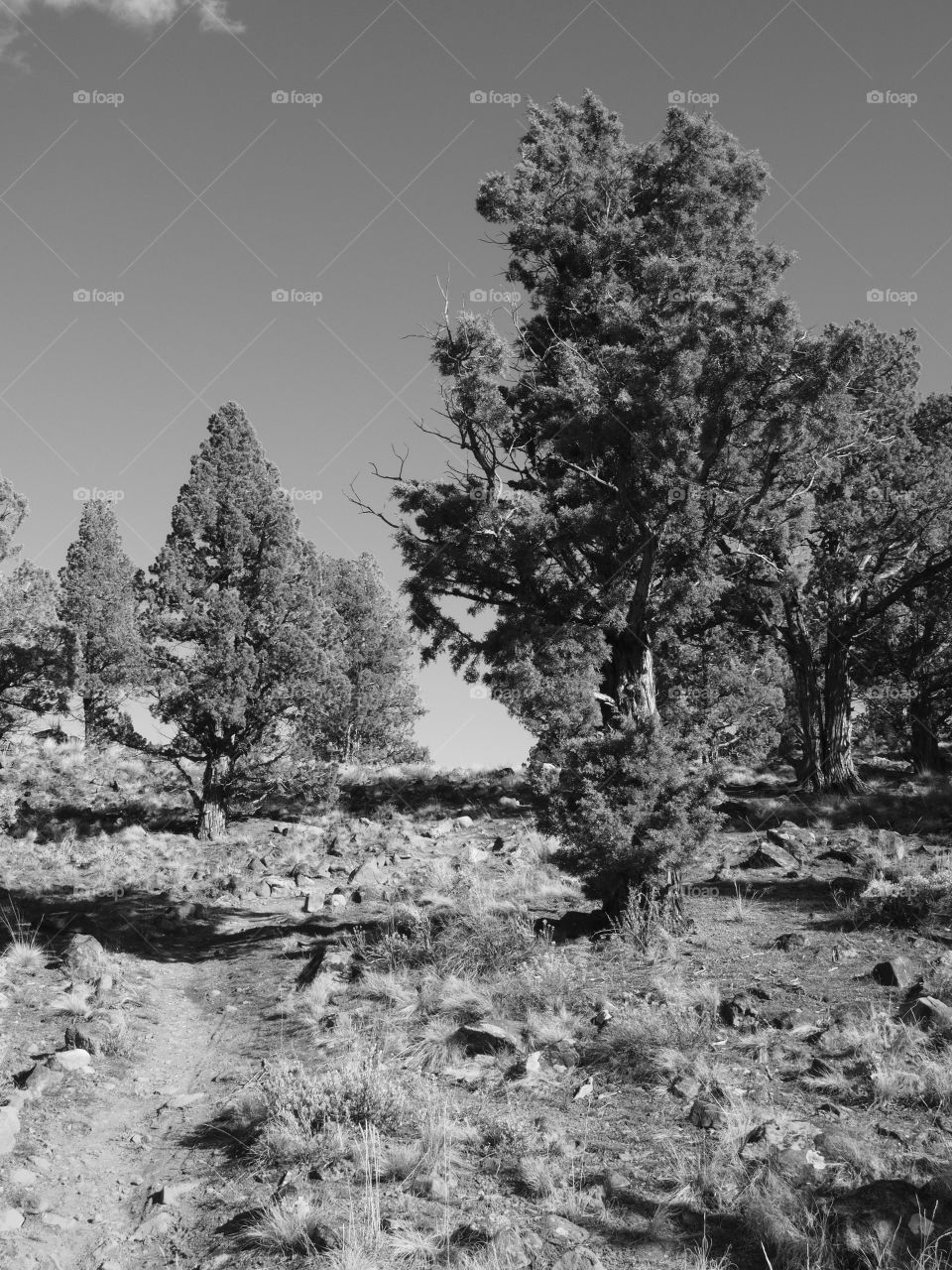 A hiking trail up a hill in Central Oregon 