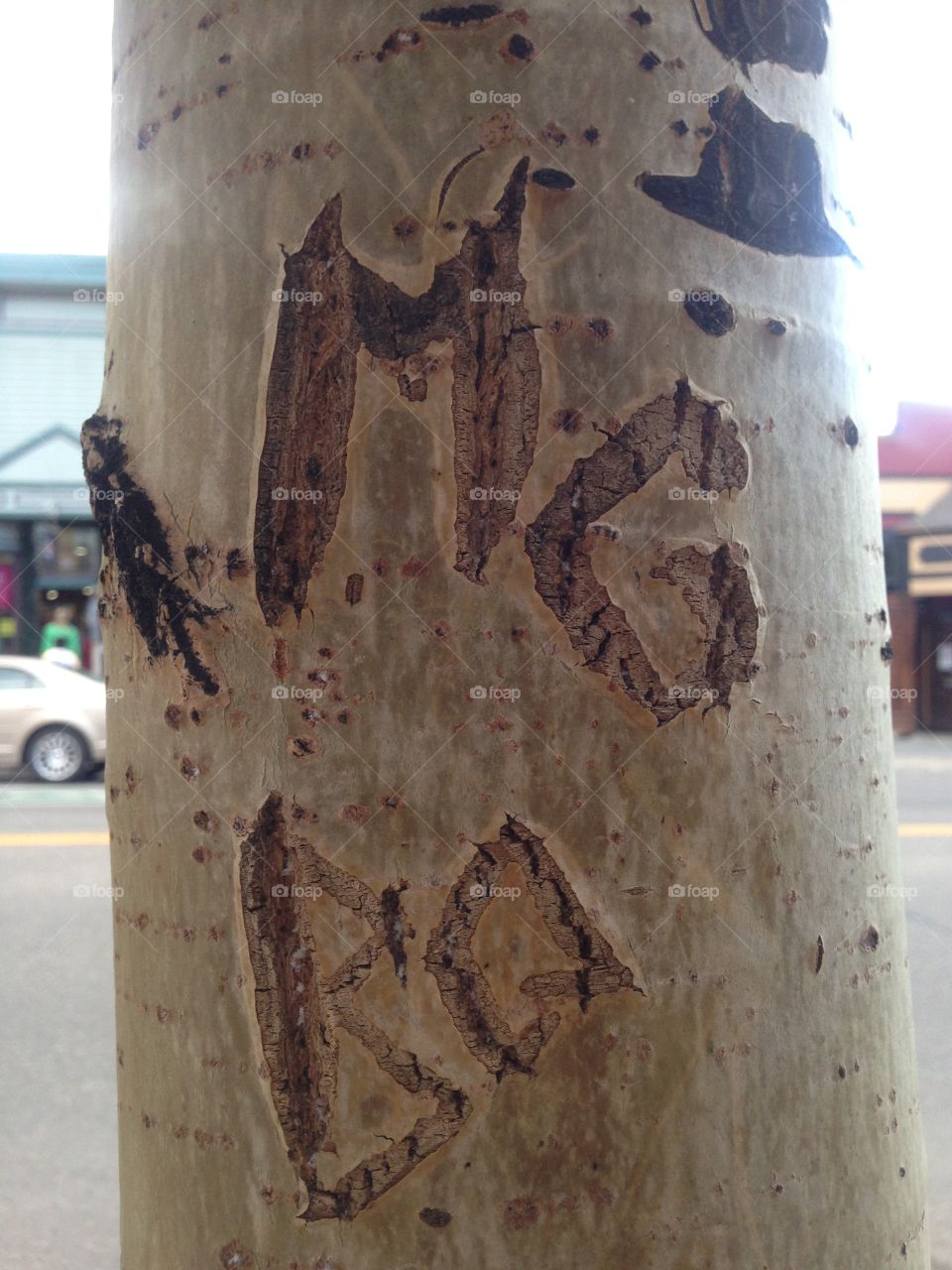 Initials carved in a tree