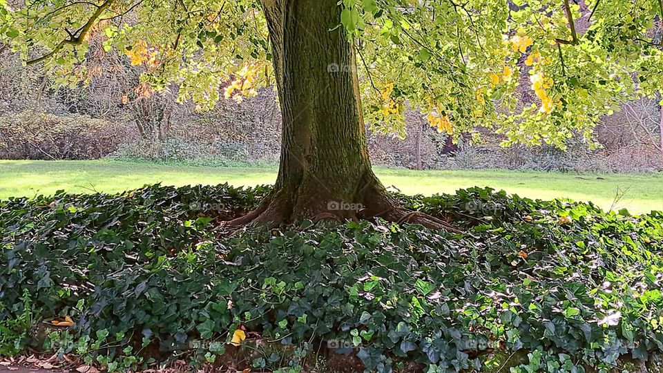 autumn shades shining through the leaves of the tree 🍂