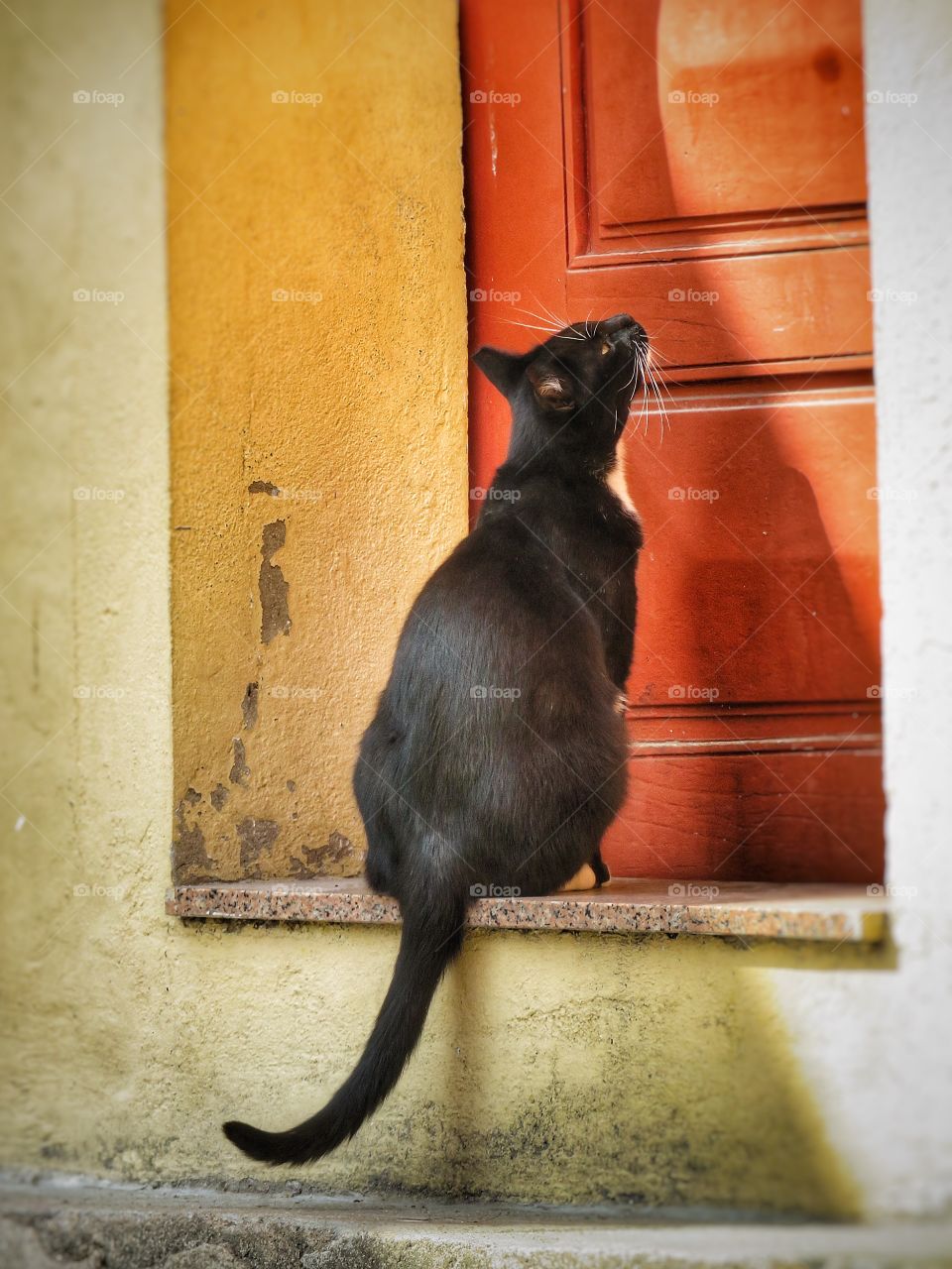 Porto cat