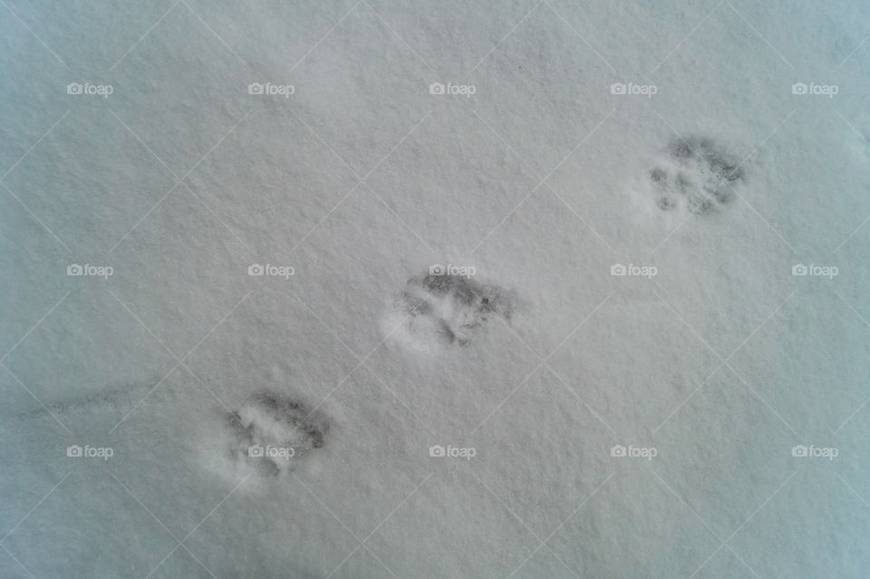 Animal prints in snow