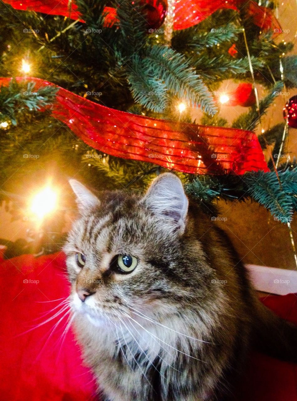 Mischief cat under Christmas tree